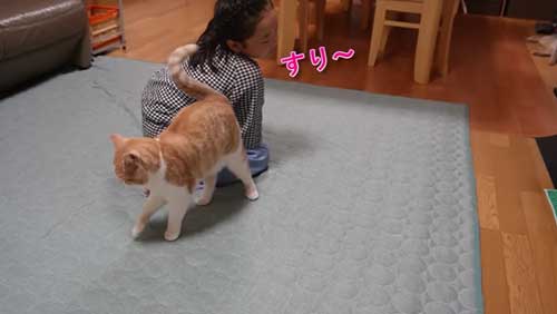 次女にすりすりする猫