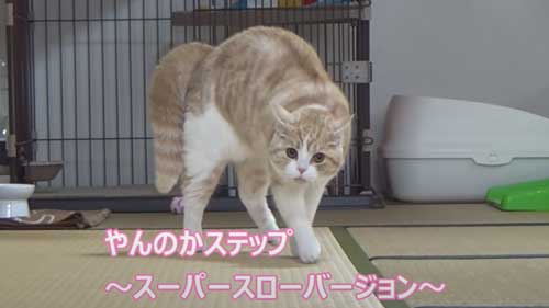 やんのかする猫