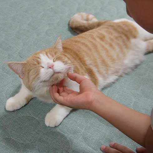 あごごろごろされる猫