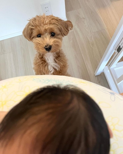 赤ちゃんとワンコ