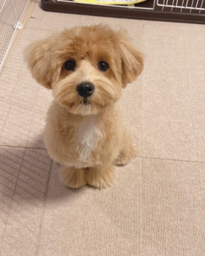 お座りするマルちゃん