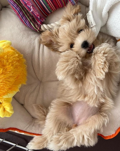 かわいいマルちゃん