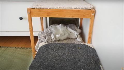 横になるうさぎさん正面