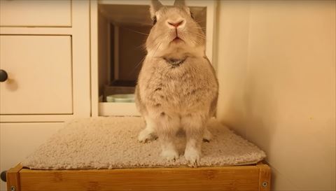 座ってるうさぎ