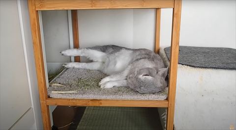 足を伸ばすうさぎさん