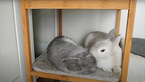 けづくろいするウサギさん