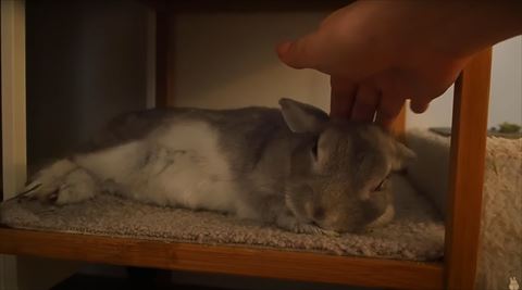 なでられてるうさぎ