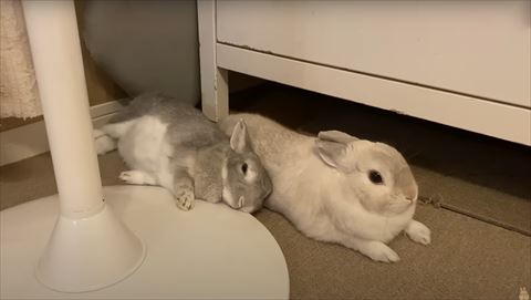 お腹を見せるうさぎとうつぶせのうさぎ
