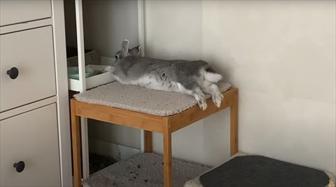 うつぶせウサギさん後ろ姿