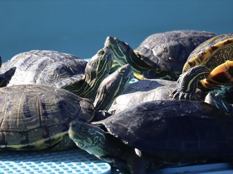 集まるカメ