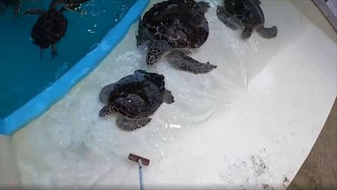 列を作るウミガメ