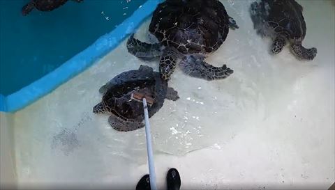 小さいウミガメ甲羅磨き