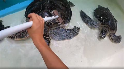 大きいウミガメ磨く手前の甲羅