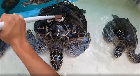 大きいウミガメ磨く真ん中の方