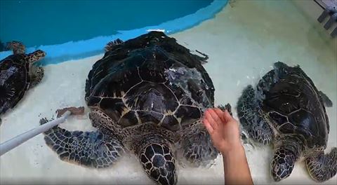 甲羅に水かける