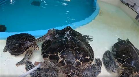 ウミガメ3匹並び