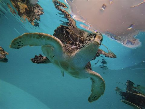 泳いでるウミガメ