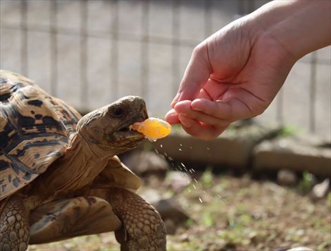 みかん食べるカメ