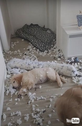 薄めで見つめる子犬