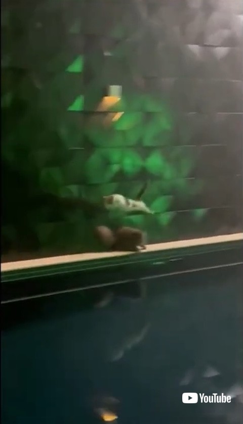 ジャンプする猫