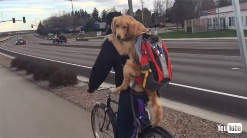 おんぶされるワンコ