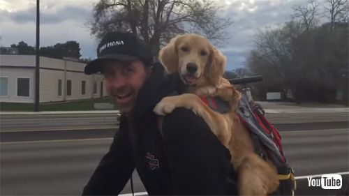 ニコニコ笑顔を見せるワンコ