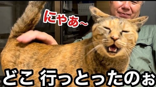 お出迎えねこ