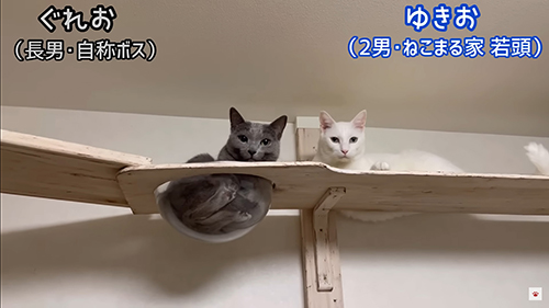 ぐれおくんとゆきおくん