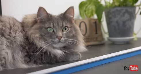 Google 日本語入力 Gboard 棒バージョン 物理 キーボード