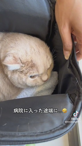 病院に着いた途端伏せ