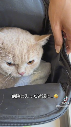 病院に着いた途端伏せ