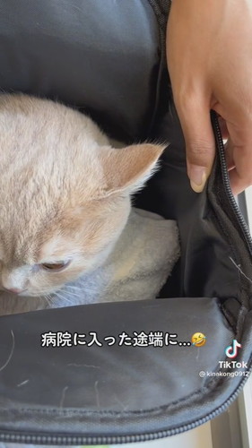 病院に着いた途端伏せ