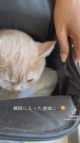 病院に着いた途端伏せ