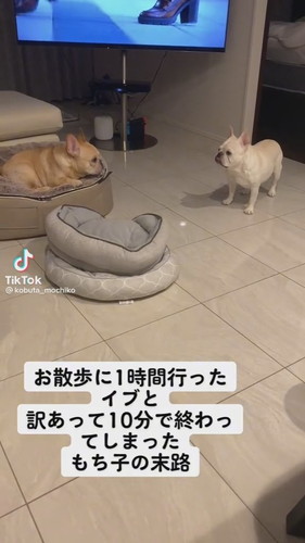 フレブル