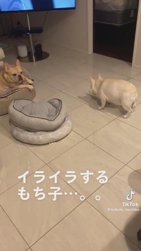 イライラするフレンチブルドッグ