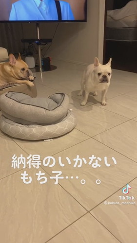 八つ当たりするフレンチブルドッグ