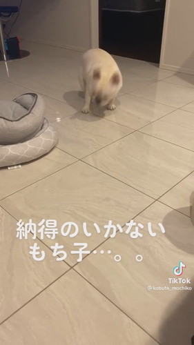 バタバタするもち子ちゃん