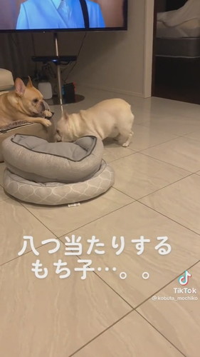 八つ当たりするフレンチブルドッグ