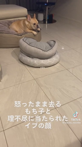 フレンチブルドッグを見つめるフレンチブルドッグ