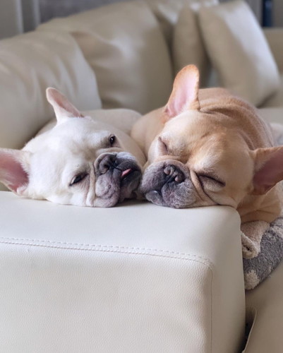 フレンチブルドッグたち