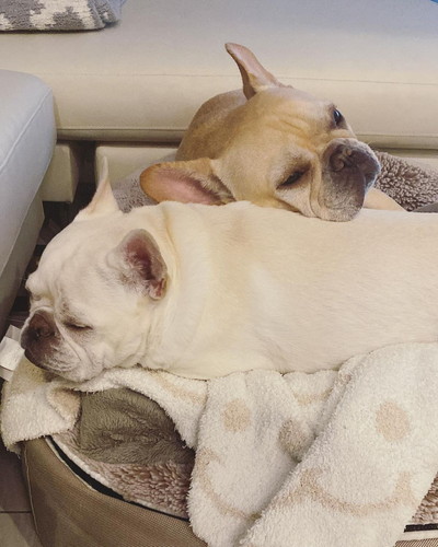 仲良しなフレンチブルドッグ