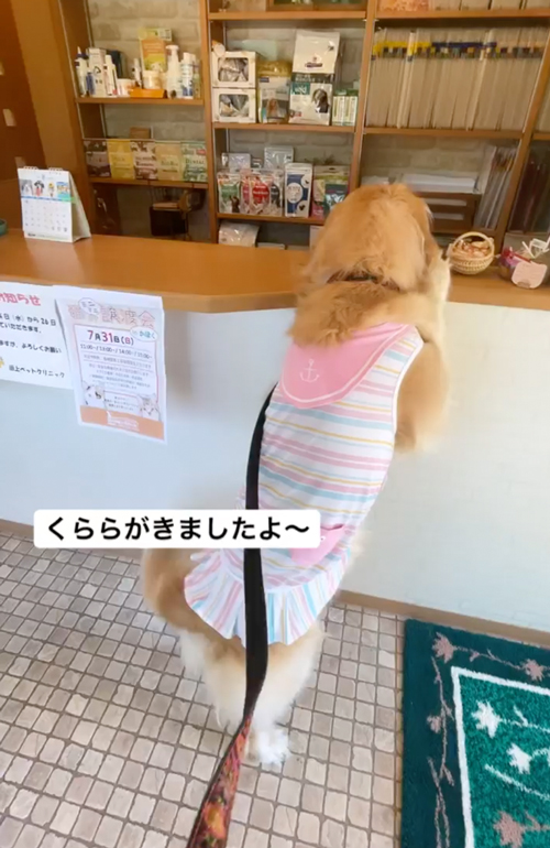病院が大好きなゴールデンレトリバー