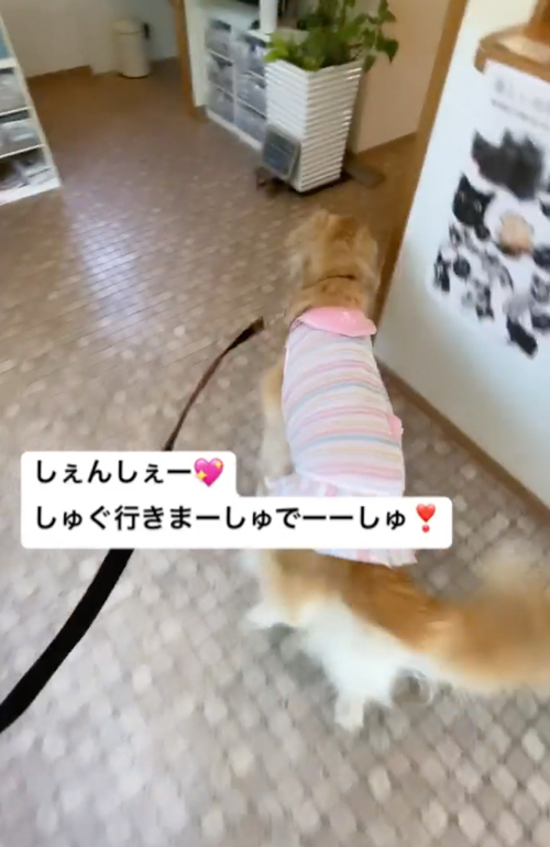 病院が大好きなゴールデンレトリバー