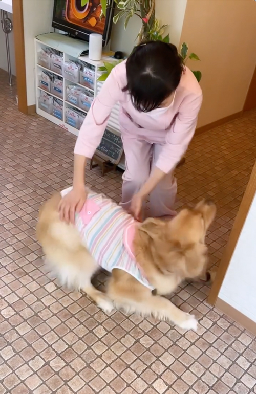 病院が大好きなゴールデンレトリバー