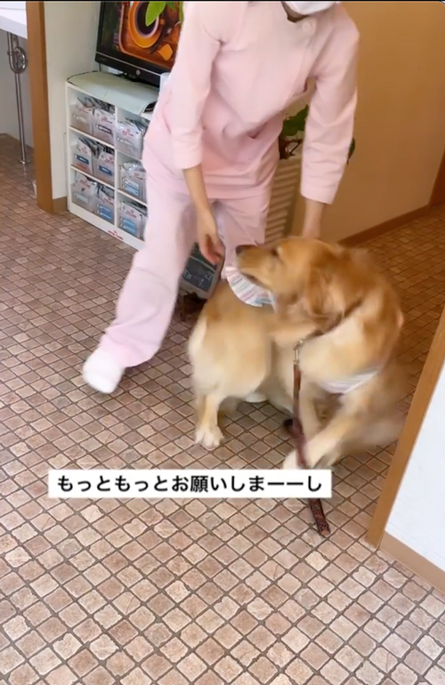 病院が大好きなゴールデンレトリバー