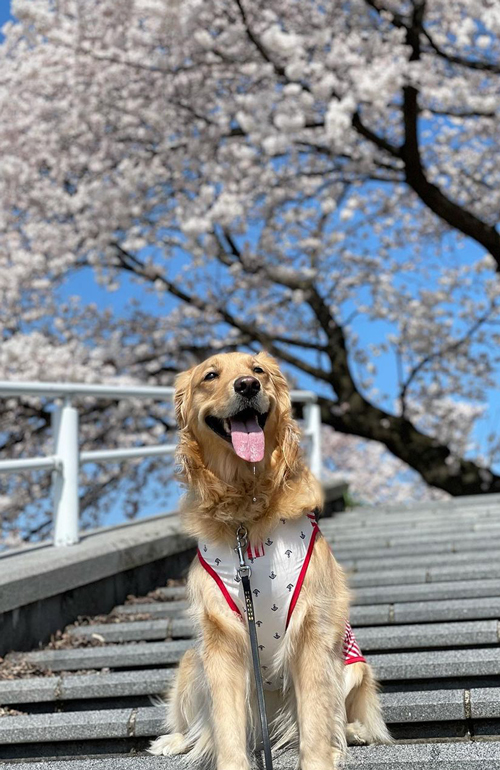 お花見