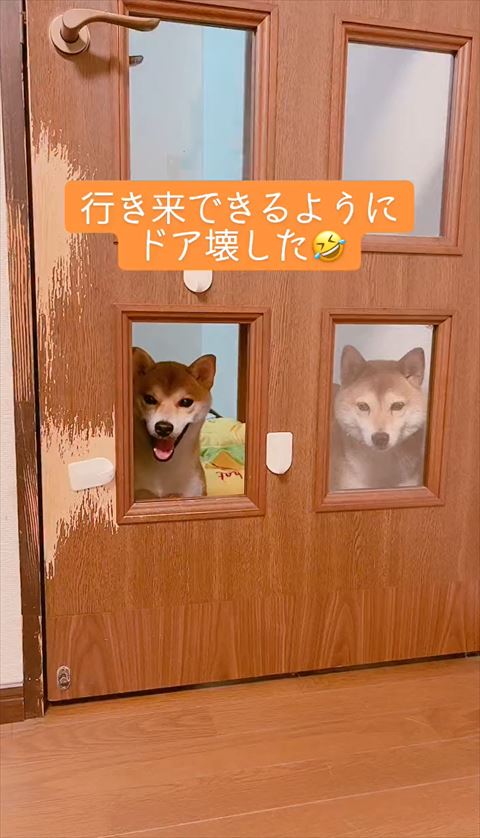 柴犬兄妹