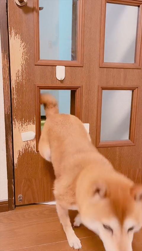 ぎこちなく通るワンコ