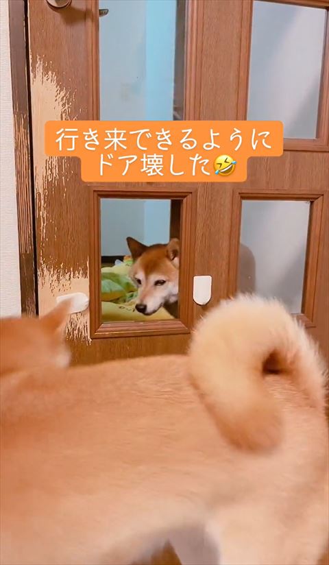 ワンコの後ろ姿と窓枠からのぞくワンコ