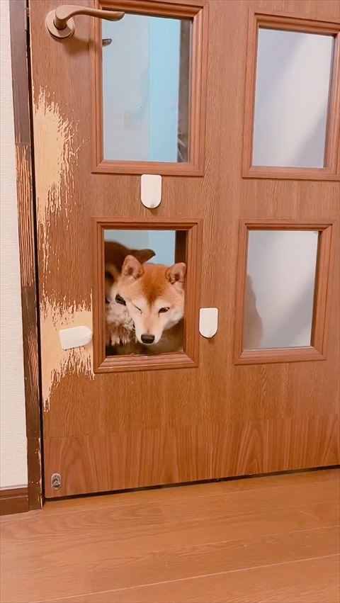 ほっぺた押されるワンコ